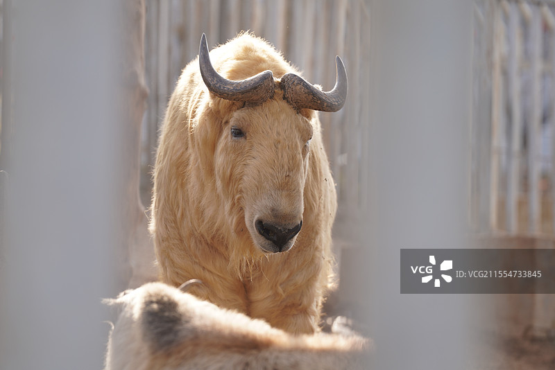 秦岭四宝羚牛图片素材