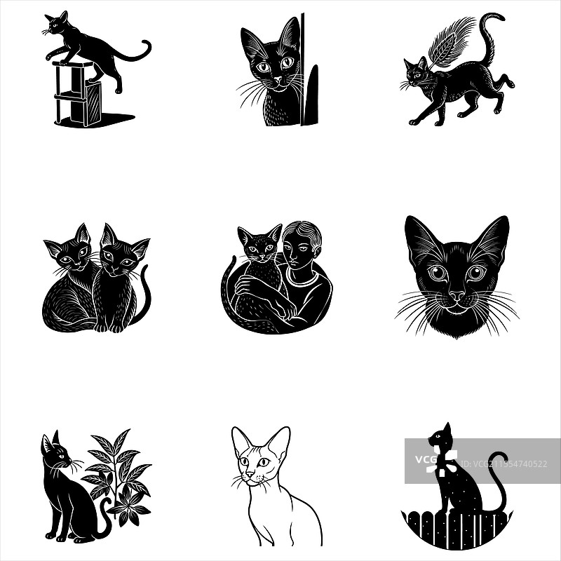 阿比西尼亚猫图片素材