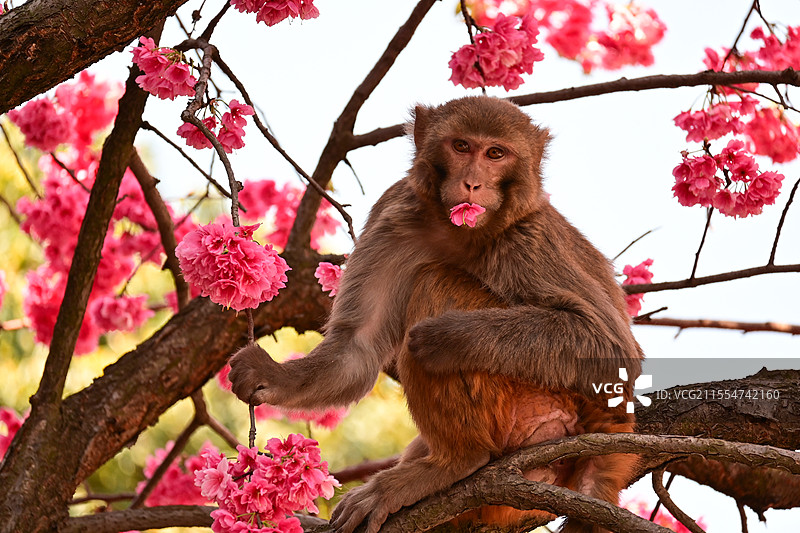 西昌泸山樱花树上的猕猴图片素材
