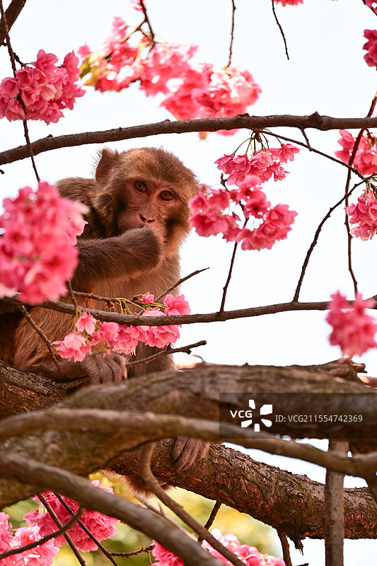 西昌泸山樱花树上的猕猴图片素材