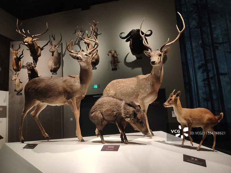 宜昌博物馆的动物模型图片素材