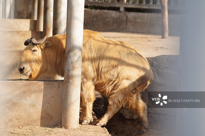 秦岭四宝羚牛图片素材