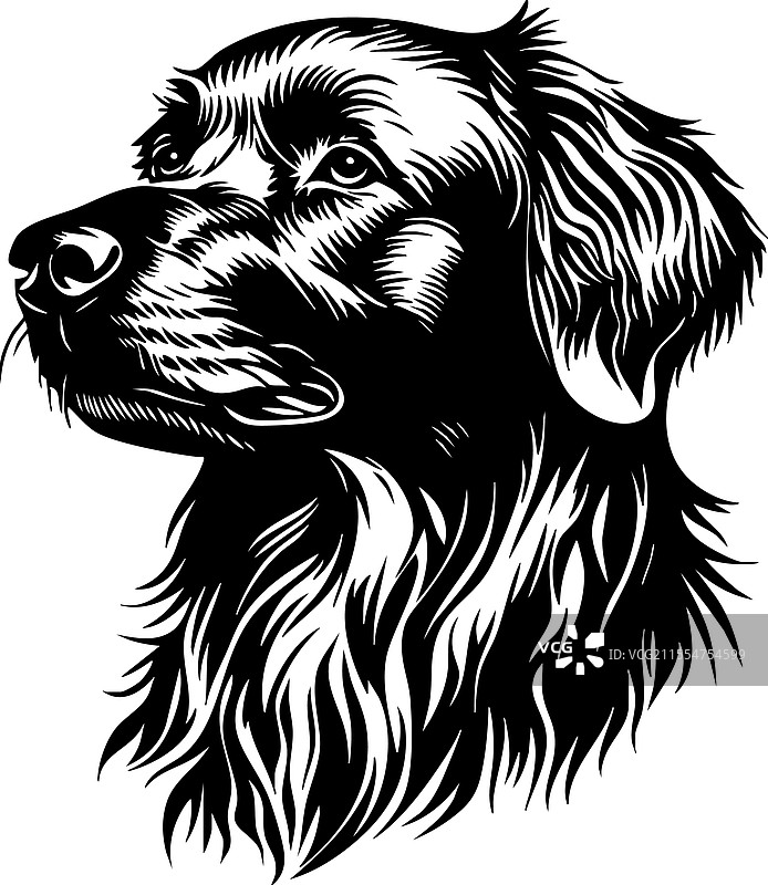 友好的金毛寻回犬头部特写图片素材