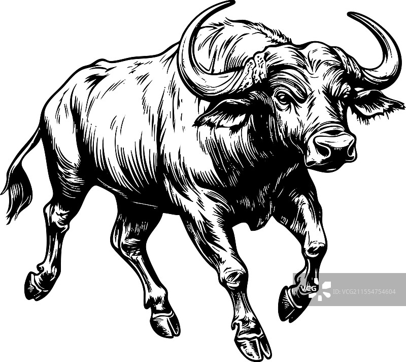 非洲水牛的动态野生动物图片素材