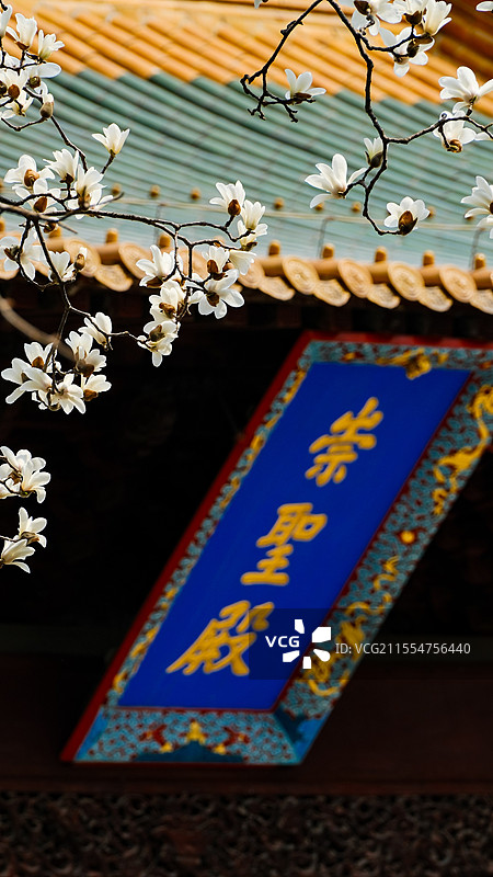 南京朝天宫白玉兰盛开崇圣殿红墙玉兰图片素材