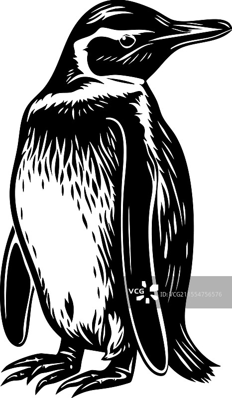 优雅的企鹅站立姿势图片素材