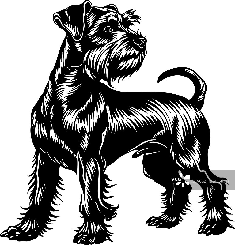 时尚的全身雪纳瑞宠物图片素材