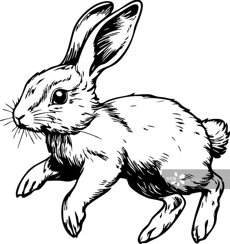 一只奔跑的野生兔子图片素材