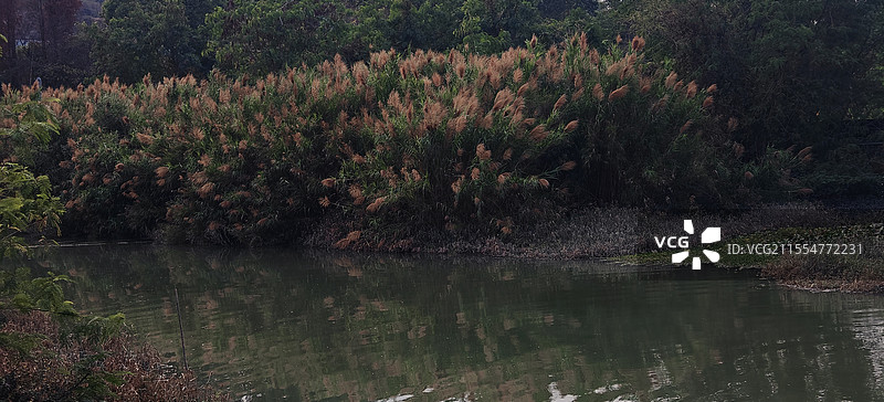芦苇丛图片素材