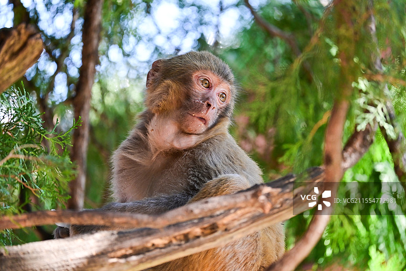 西昌泸山风景区的猕猴图片素材