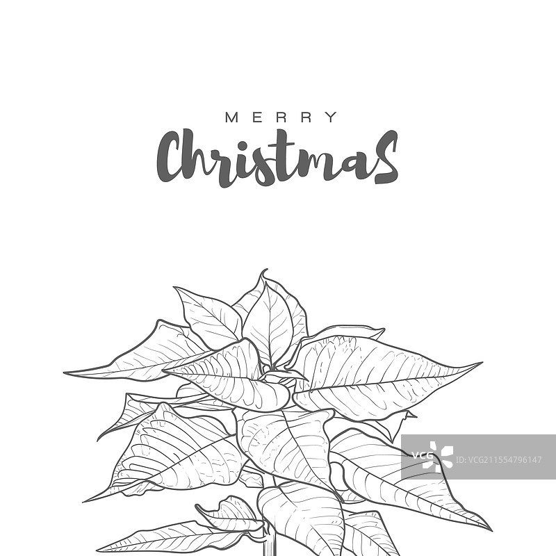 圣诞视觉的线条艺术一品红花图片素材