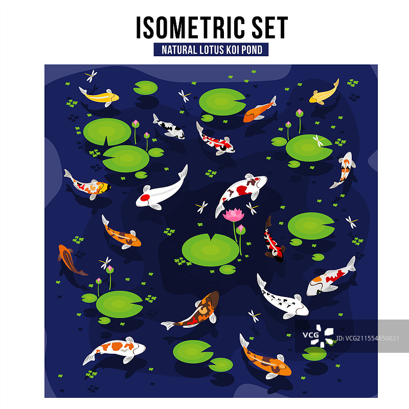 等距自然锦鲤池塘与荷花的组合图片素材