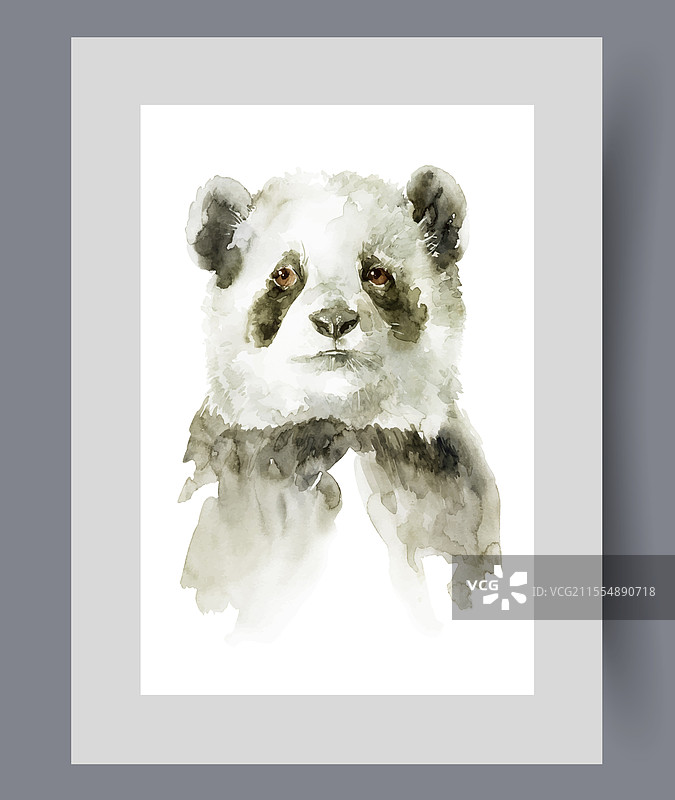 黑白相间的熊猫或竹熊图片素材