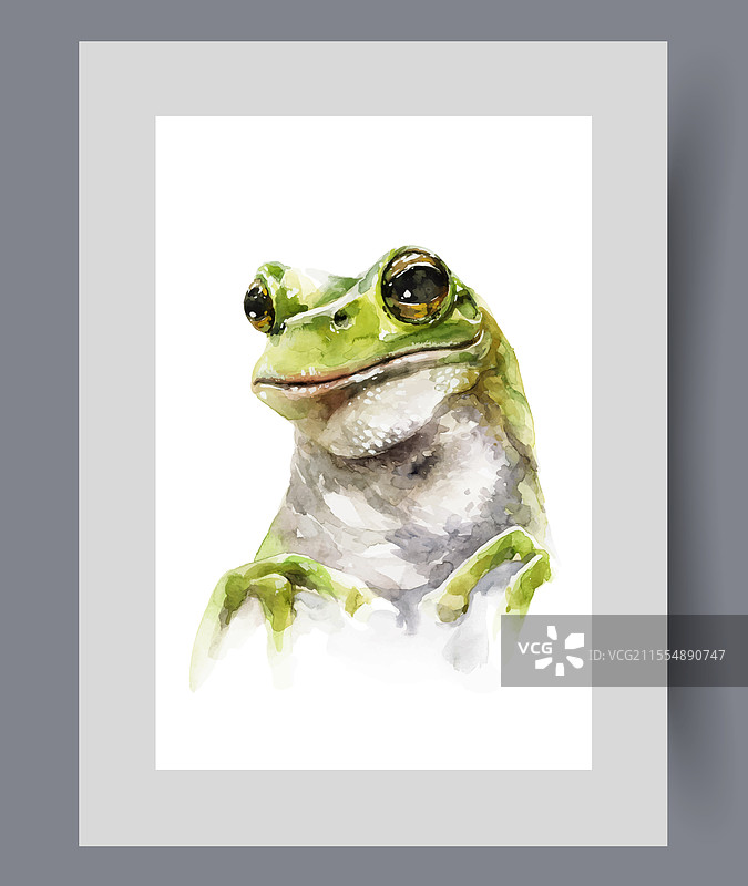 绿色青蛙或蟾蜍，白色脖子和两个图片素材