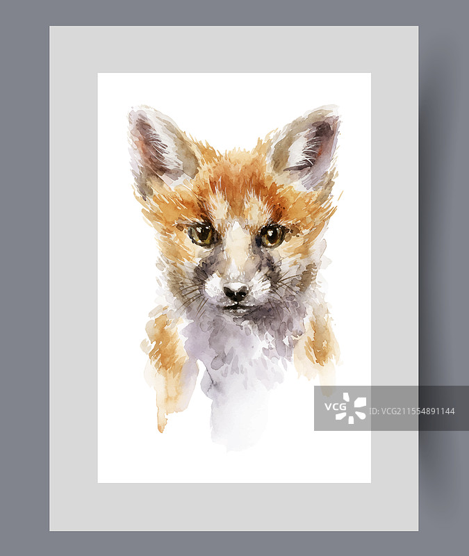 红色毛皮的野狐注视着观众，仿佛在思考。图片素材