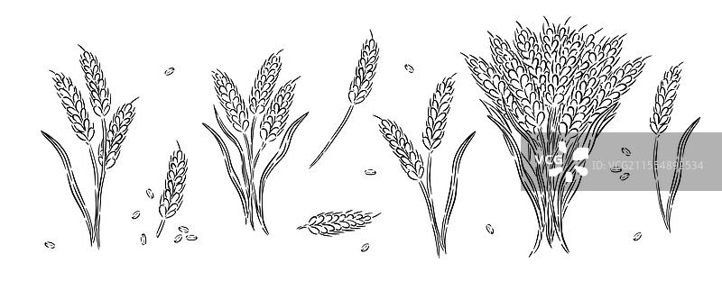 谷物植物和黑麦、大麦、小麦穗图片素材