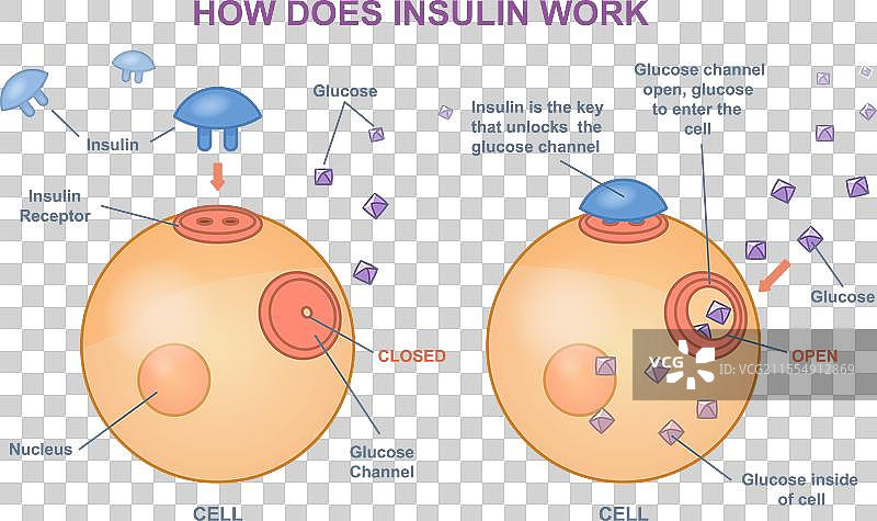 胰岛素是如何工作的图片素材