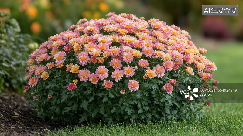 【AI数字艺术】粉色菊花的绚丽绽放图片素材
