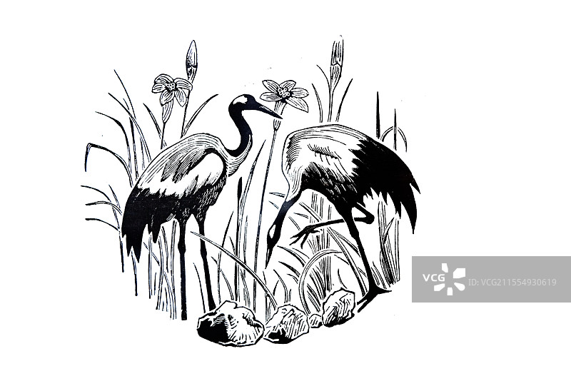 开封博物馆馆藏，近代木刻版画，仙鹤图片素材