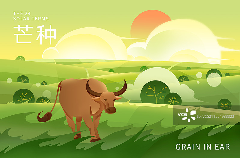 二十四节气之夏天芒种节气里田野上放牛插画海报图片素材