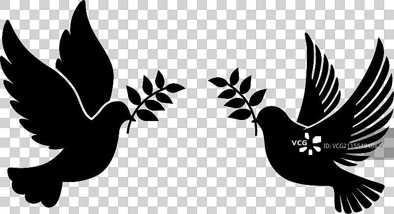 飞翔的鸽子手持橄榄枝作为象征图片素材