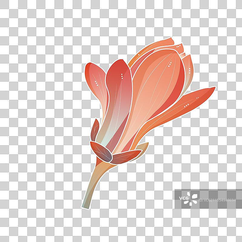 木兰花图片素材