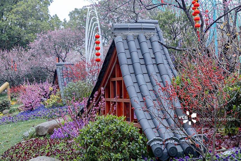 梅花盛开的无锡梅园风光图片素材