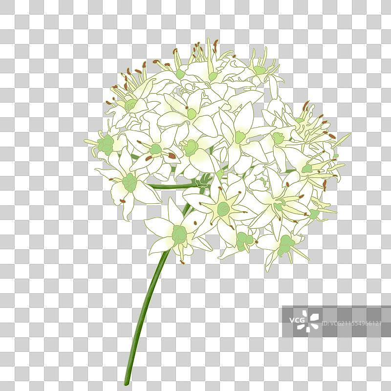 韭菜花图片素材