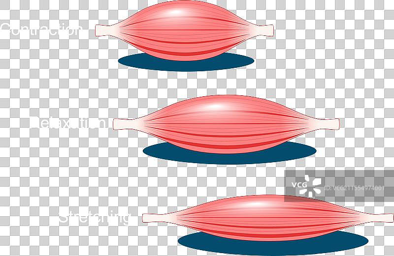 肌肉放松、拉伸和收缩图片素材