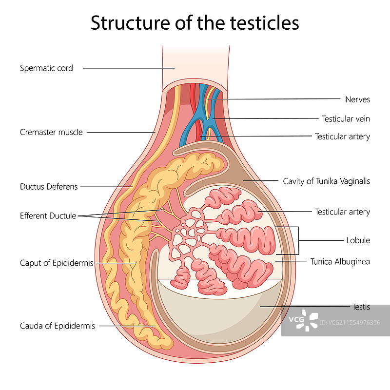 结构的解剖图 医学图片素材