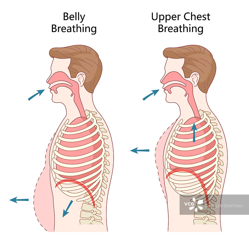 腹部和上胸部呼吸图解 医学图片素材