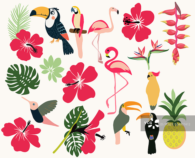 美丽的异国热带鸟类合集图片素材