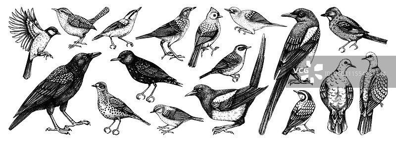 鸟类素描：喜鹊、鸽子、麻雀、大山雀图片素材