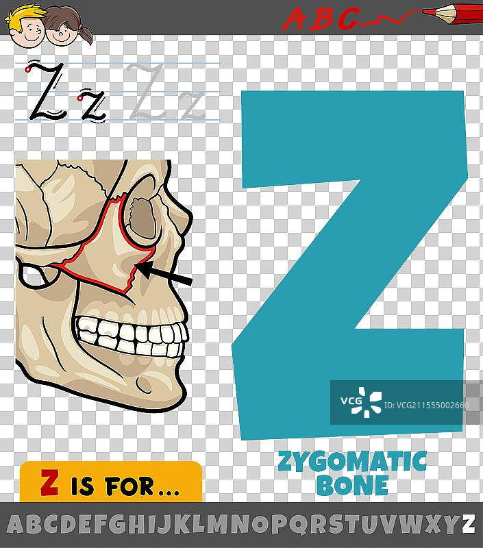 字母Z与颧骨的结合图片素材