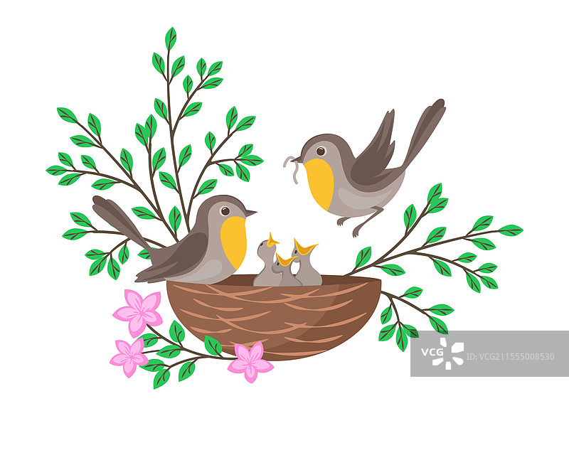 鸟巢里有尖叫的小鸟和父母鸟图片素材