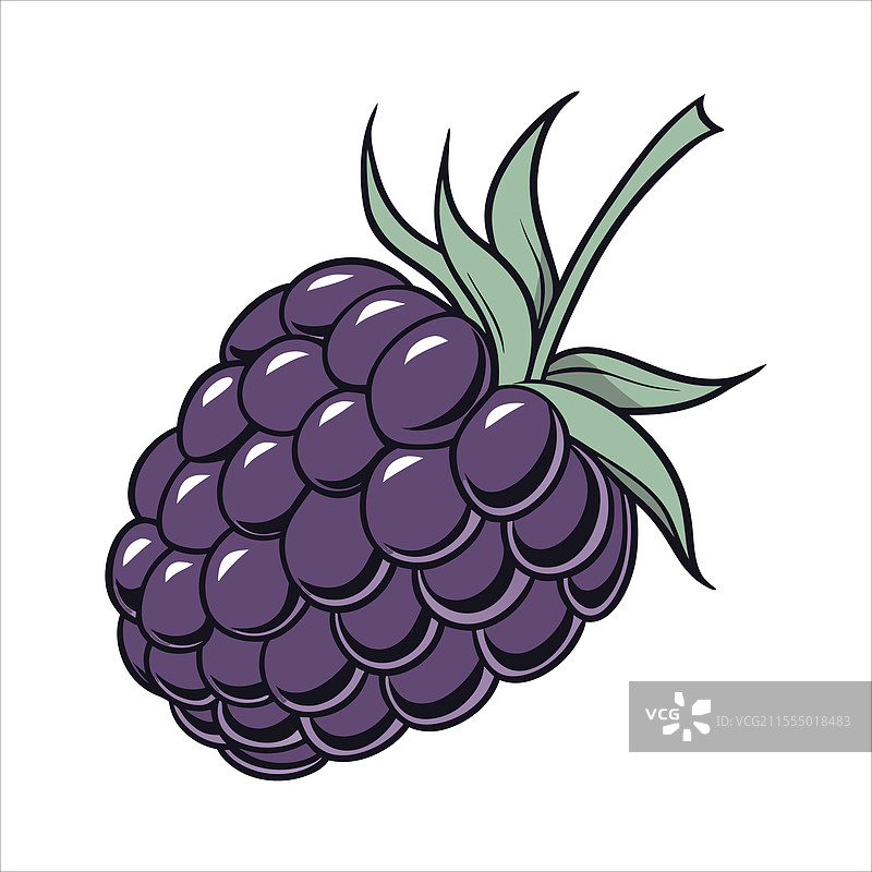 黑莓水果艺术图片素材