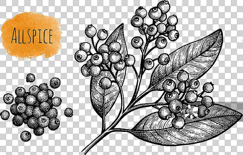 全香料墨水素描图片素材