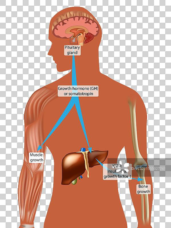 生长激素（GH）对生长的内分泌调控图片素材