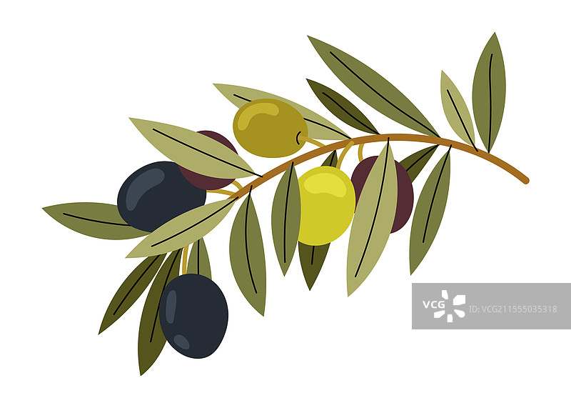 橄榄树上不同种类的橄榄图片素材