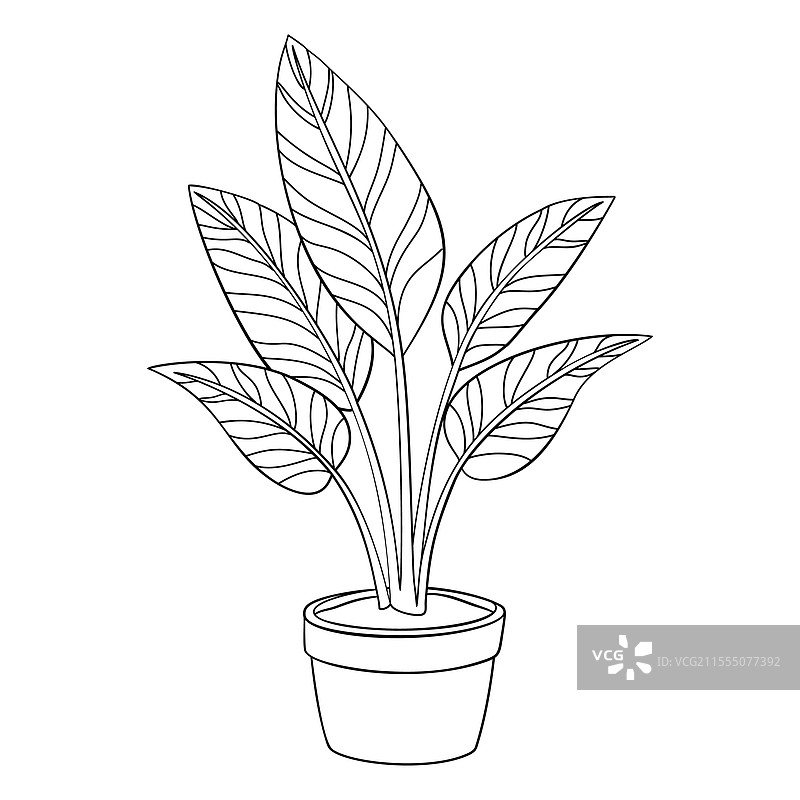 彩色线条艺术风格的盆栽卡拉西亚植物涂色图图片素材