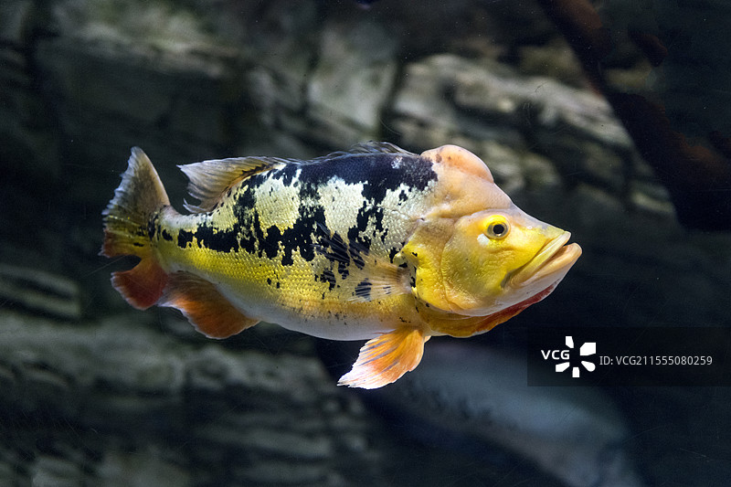 皇冠三间鱼图片素材