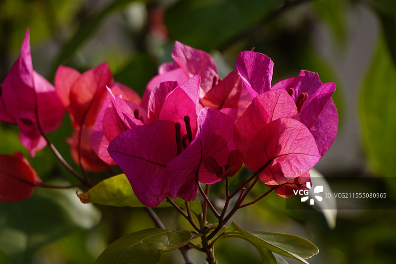 光叶子花图片素材