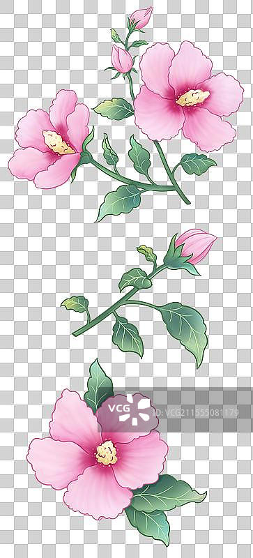 古风木槿花图片素材