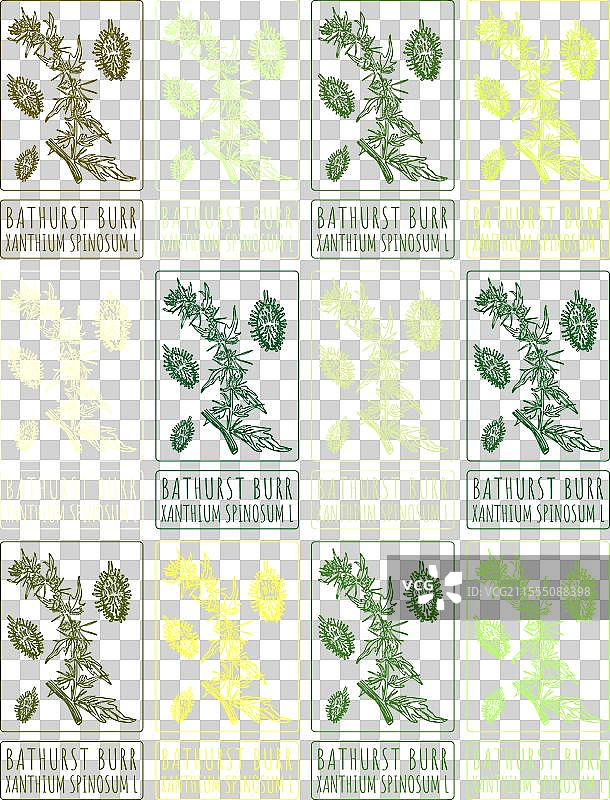 各种颜色的巴瑟斯特刺头绘画集图片素材