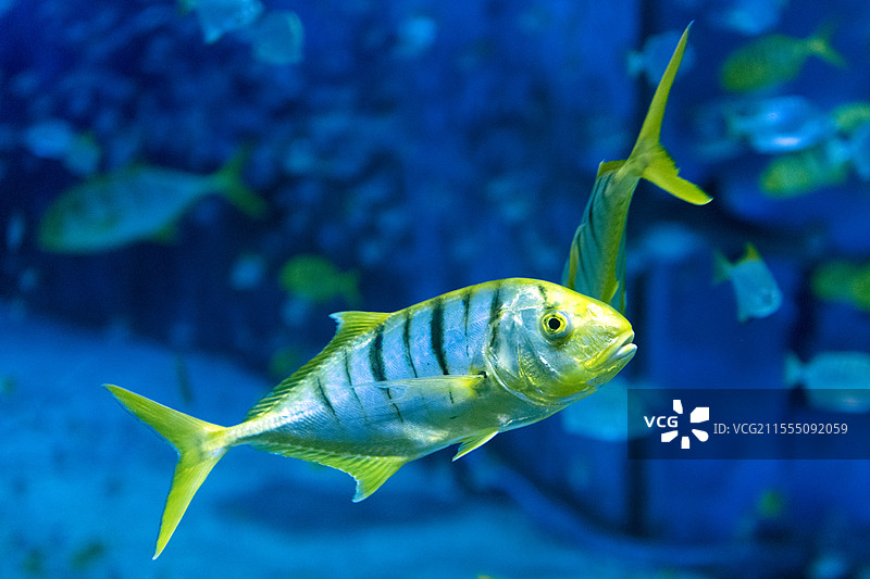 黄金鲹鱼特写图片素材