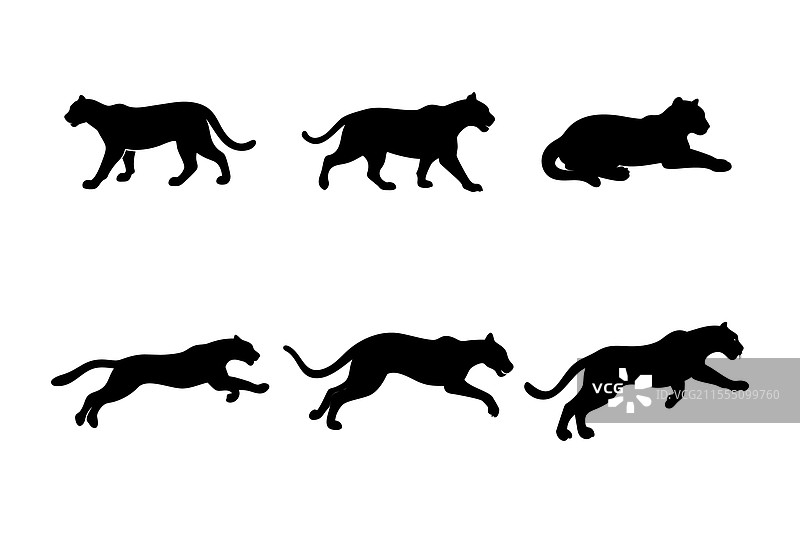 美洲狮轮廓套装图片素材