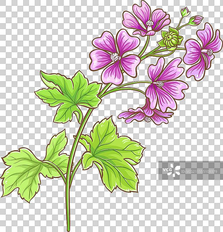 彩色详细的锦葵植物图片素材