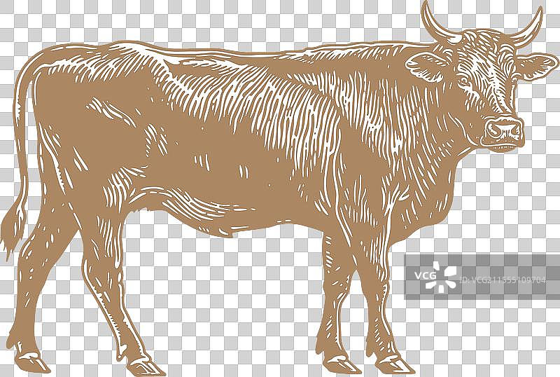 复古风格的牛和公牛牛肉印刷图案图片素材