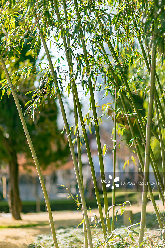 竹子竹叶特写图片素材