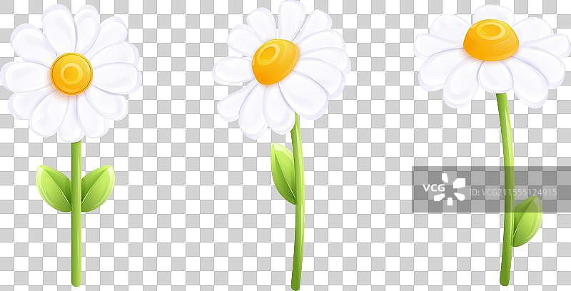 3D洋甘菊花植物特写图片素材